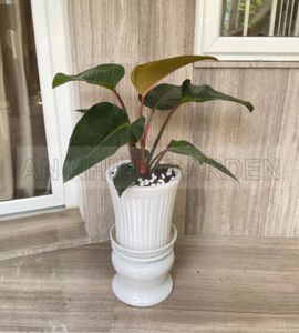 Cây Đế Vương Đỏ Chậu Sứ | Màu Trắng