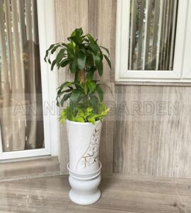 Cây Thiết Mộc Lan - Chậu sứ cao