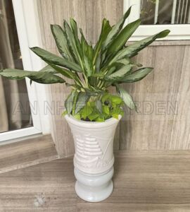 Cây Giữ Tiền Chậu Sứ | Màu Trắng