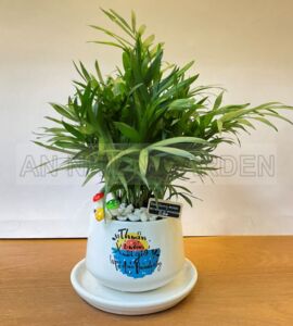 Cây Cau Tiểu Trâm - Chậu sứ