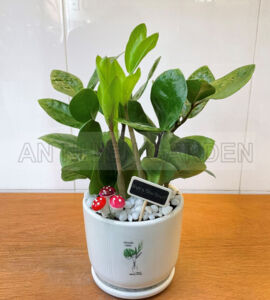Cây Kim Tiền Mini - Chậu sứ