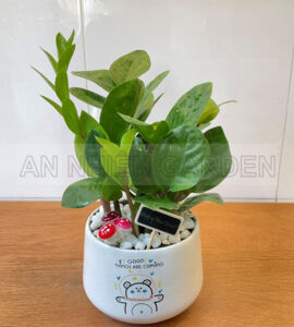 Cây Kim Tiền Mini - Chậu sứ