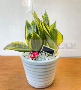 Cây Lưỡi Hổ Thái - Chậu sứ