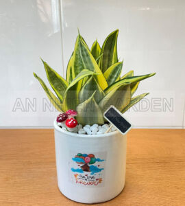Cây Lưỡi Hổ Thái Mini - Chậu sứ