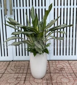 Cây Giữ Tiền (Lan Tuyết) - Chậu sứ cao