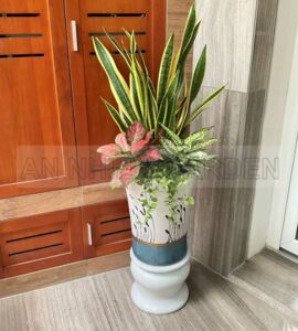 Mix Lưỡi Hổ - Vạn Lộc - Ngọc Ngân - Chậu sứ