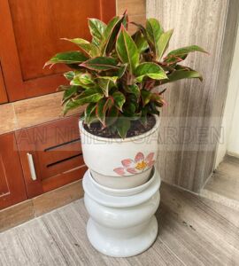 Cây Phú Quý - Chậu sứ