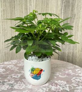 Cây Ngũ Gia Bì - Chậu sứ