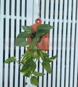 Cây Trầu Bà Cẩm Thạch - Chậu sứ treo
