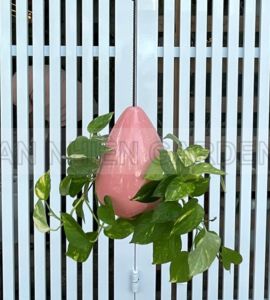 Cây Trầu Bà Cẩm Thạch - Chậu sứ treo