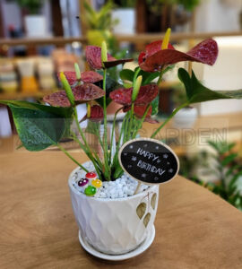 Cây Hồng Môn - Chậu sứ