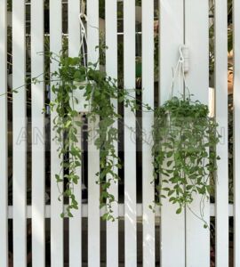 Cây Lan Hạt Dưa - Chậu nhựa treo