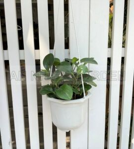 Cây Trường Sinh - Chậu treo
