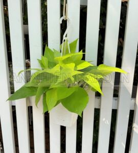 Cây Trầu Bà Thái Lan - Chậu nhựa nhỏ treo