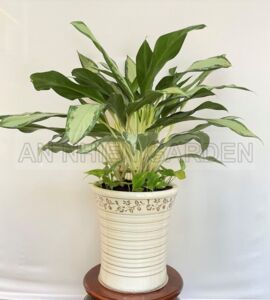 Cây Giữ Tiền (Lan Tuyết) - Chậu sứ cao