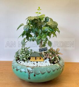 Cây Hạnh Phúc Và Lá May Mắn - Chậu men