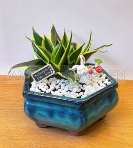 Cây Lưỡi Hổ Mini - Chậu men