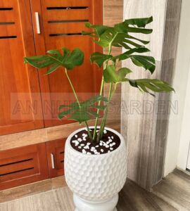 Cây Trầu Bà Lá Xẻ Chậu Sứ | Màu Trắng