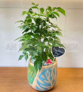 Cây Hạnh Phúc - Chậu sứ