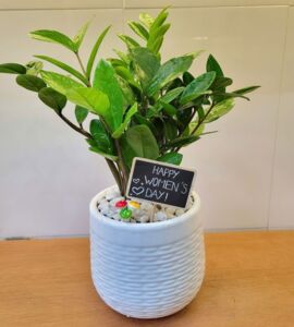 Cây Kim Tiền Chậu Sứ | Màu Trắng