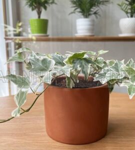 Cây Thường Xuân Chậu Đất Nung | Màu Đỏ Gạch