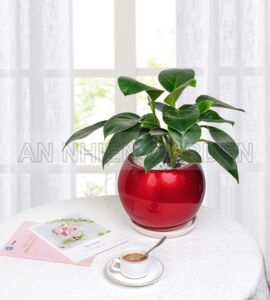 Cây Đế Vương Xanh - Chậu nhựa tự dưỡng