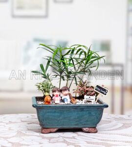 Cây Tùng la hán Chậu sứ