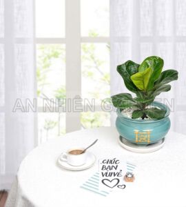 Cây Bàng Singapore - Chậu men xanh
