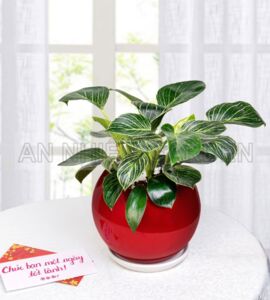 Cây Đế Vương Sọc - Chậu nhựa tự dưỡng