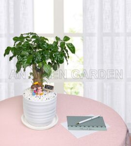Cây Hạnh Phúc Mini - Chậu sứ