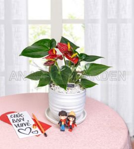 Cây Hồng Môn Hoa Đỏ- Chậu sứ