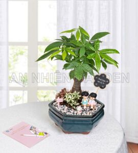 Cây Kim Ngân Gốc -  Chậu sứ