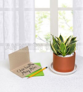 Cây Lưỡi Hổ Xanh - Chậu đất nung