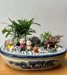 Cây Tùng la hán Chậu sứ