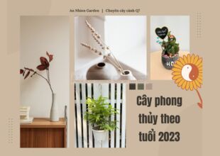 TOP CÁC LOẠI CÂY PHONG THỦY THEO TUỔI 2023