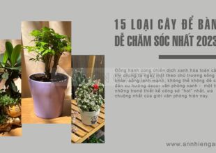 15 LOẠI CÂY XANH VĂN PHÒNG DỄ CHĂM NHẤT 2023