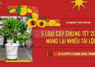 5 LOẠI CÂY CHƯNG TẾT 2023 MANG LẠI NHIỀU TÀI LỘC