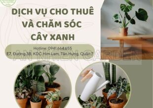 DỊCH VỤ CHO THUÊ VÀ CHĂM SÓC CÂY XANH VĂN PHÒNG