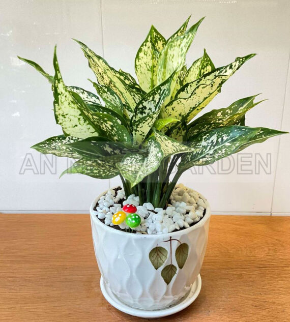 Cây Ngọc Ngân - Chậu sứ