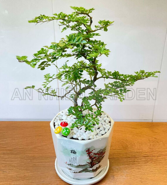 Cây Cần Thăng Chậu Sứ | Màu Trắng