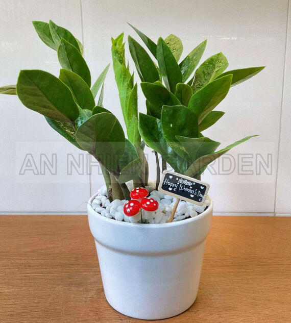 Cây Kim Tiền - Chậu sứ