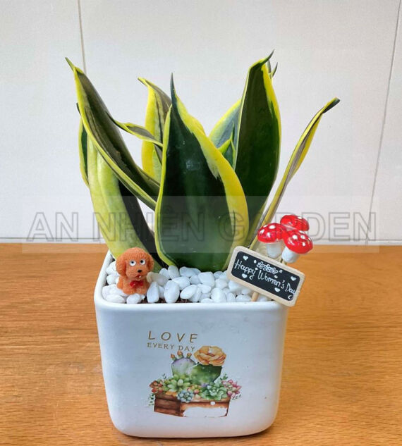 Cây Lưỡi Hổ Xanh Mini Chậu sứ | Màu Trắng