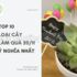 10 LOẠI CÂY LÀM QUÀ TẶNG 20/11 Ý NGHĨA NHẤT