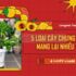 5 LOẠI CÂY CHƯNG TẾT 2023 MANG LẠI NHIỀU TÀI LỘC