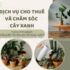 DỊCH VỤ CHO THUÊ VÀ CHĂM SÓC CÂY XANH VĂN PHÒNG