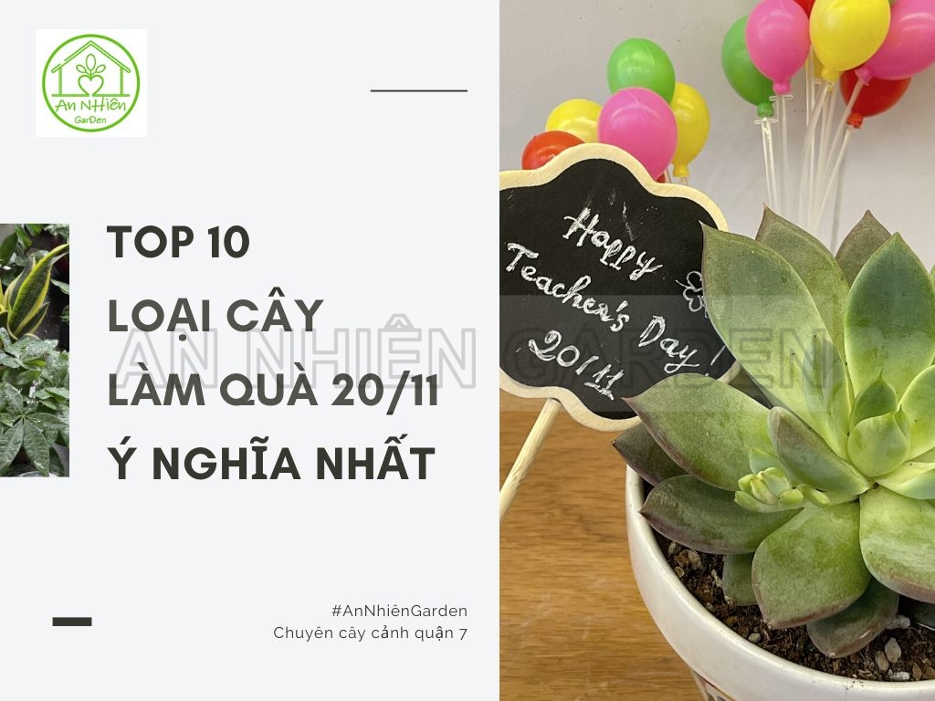 10 LOẠI CÂY LÀM QUÀ TẶNG 20/11 Ý NGHĨA NHẤT