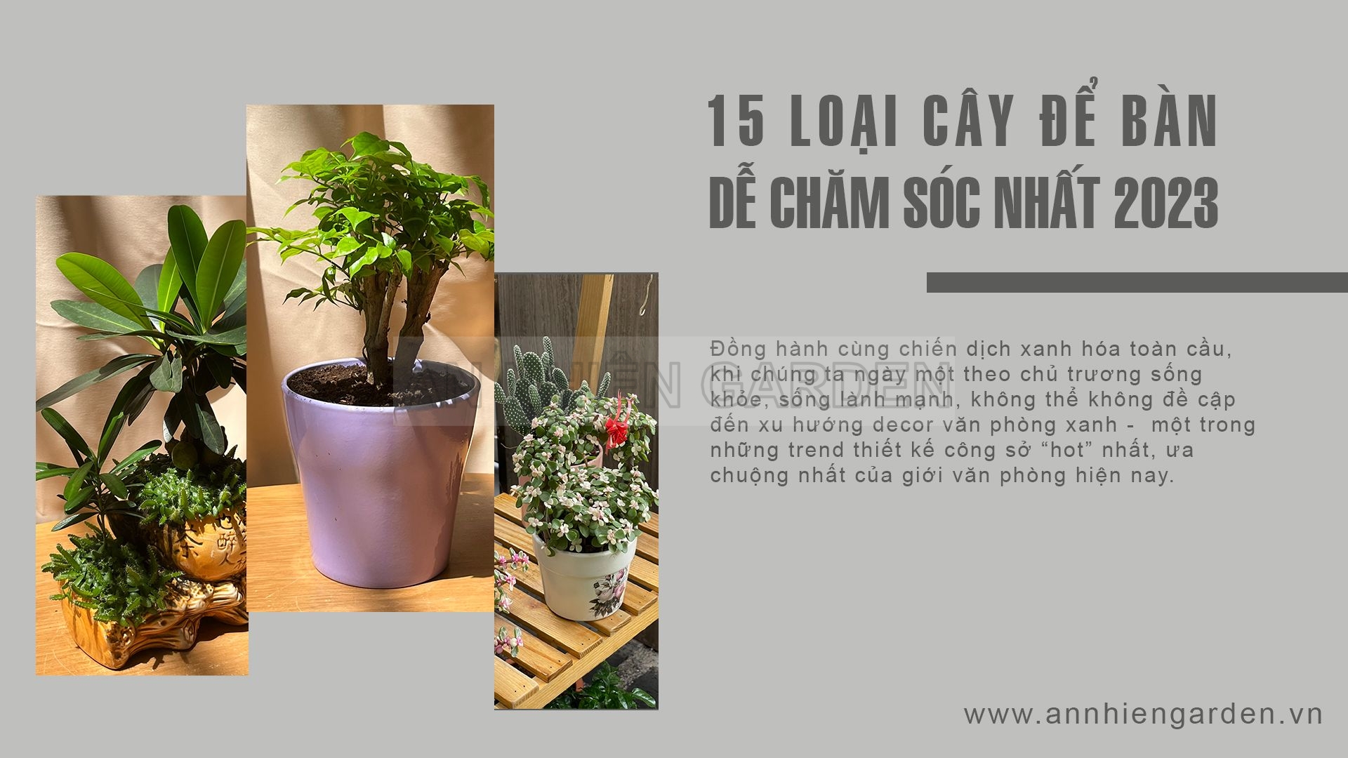 15 LOẠI CÂY XANH VĂN PHÒNG DỄ CHĂM NHẤT 2023
