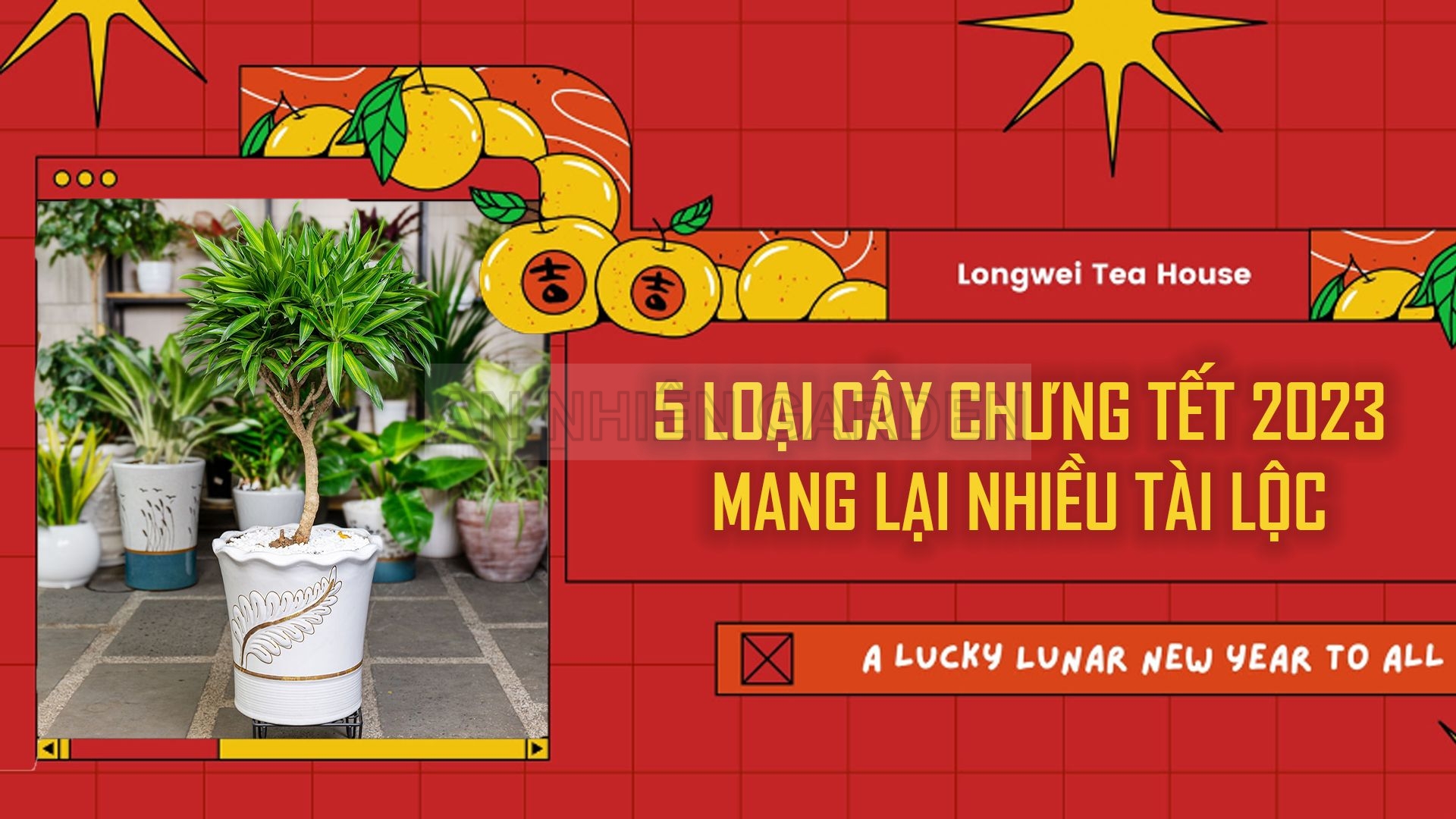 5 LOẠI CÂY CHƯNG TẾT 2023 MANG LẠI NHIỀU TÀI LỘC