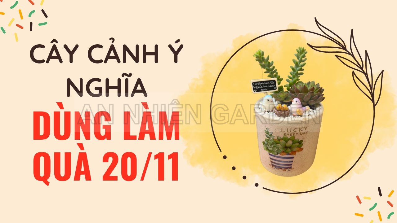 CÂY CẢNH Ý NGHĨA DÙNG LÀM QUÀ 20/11