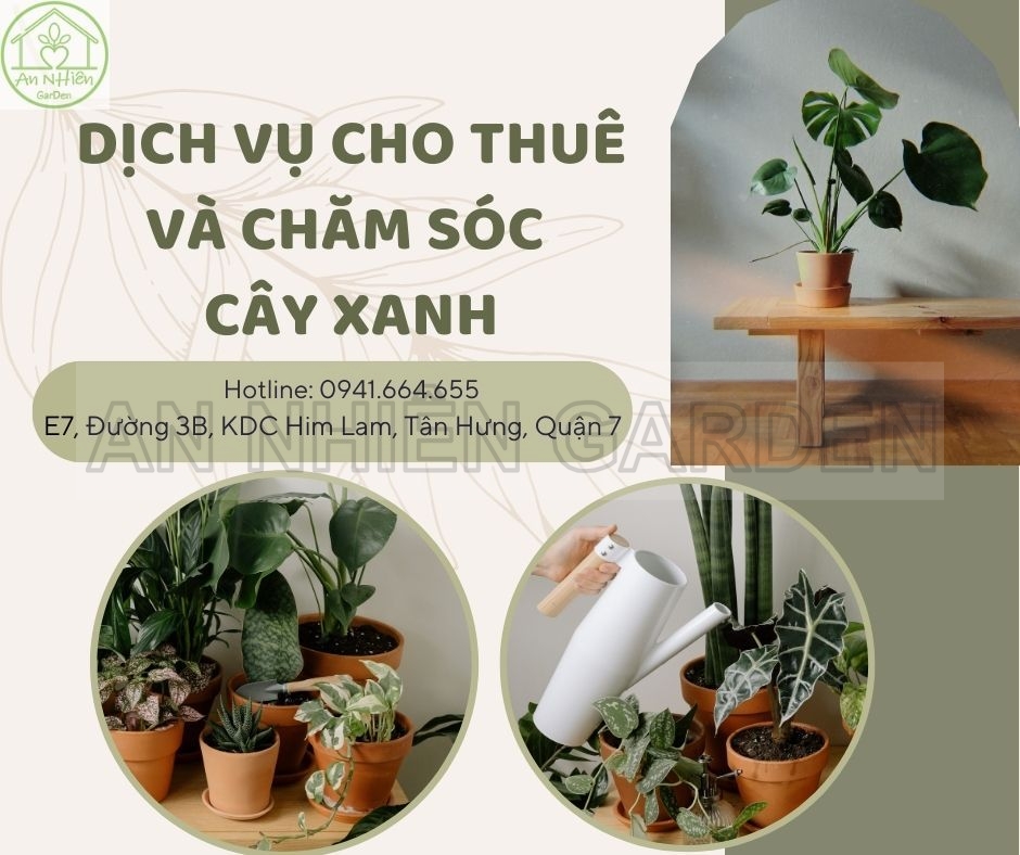 DỊCH VỤ CHO THUÊ VÀ CHĂM SÓC CÂY XANH VĂN PHÒNG